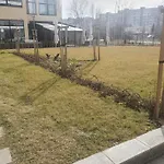 димоти